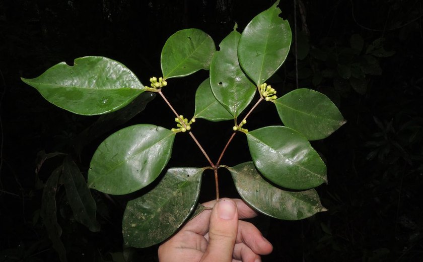Pesquisadores do Jardim Botânico descobrem árvore rara no Rio