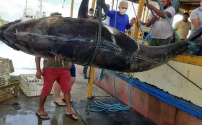 Atum gigante é vendido em leilão em Tóquio por mais de R$ 3,8 milhões