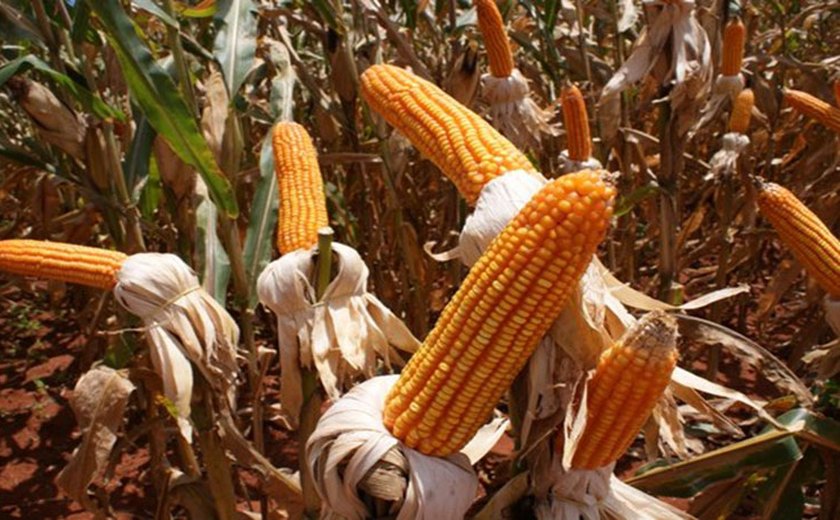 Volume de milho produzido em Alagoas pode triplicar em 2015