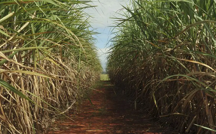 Simpósio da Cana de Alagoas traz palestras técnicas voltadas a área industrial
