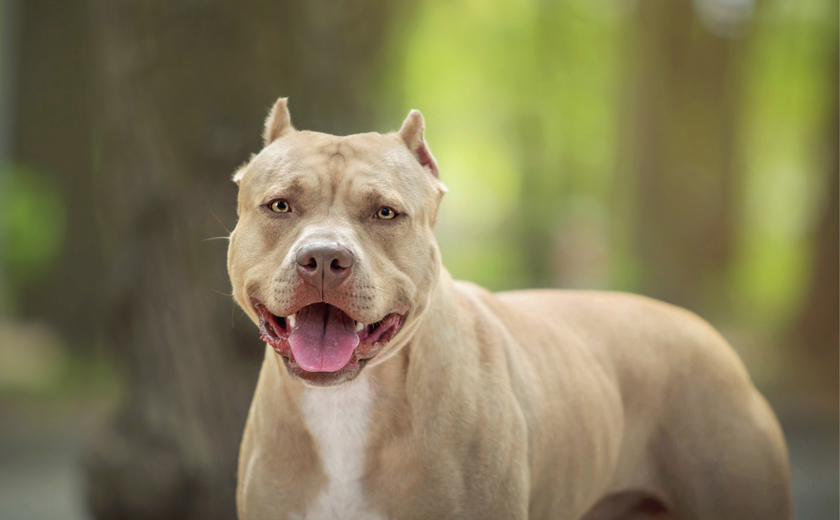 Sessão especial discutirá posse e circulação de cães considerados agressivos