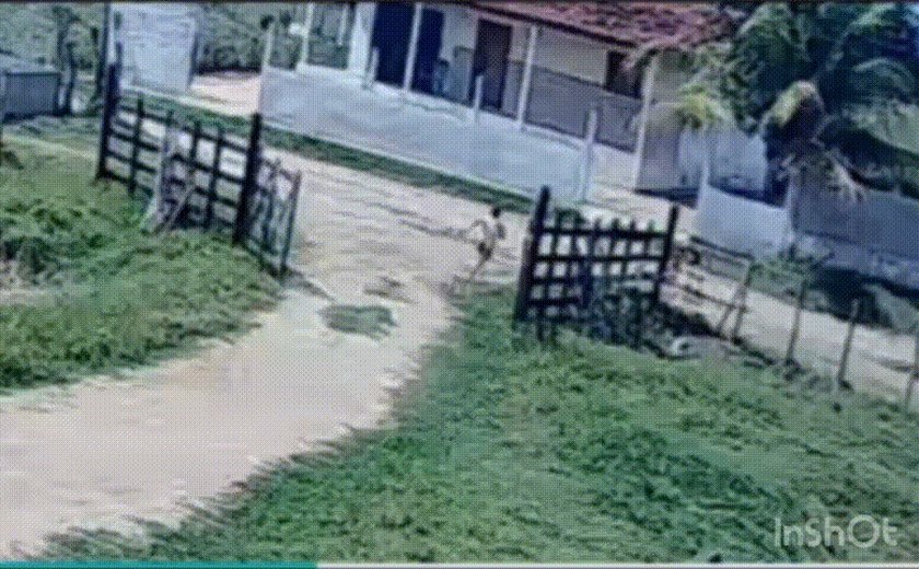 Criança de 11 anos salva primo, de 5, de manada de bois em Palmeira dos Índios