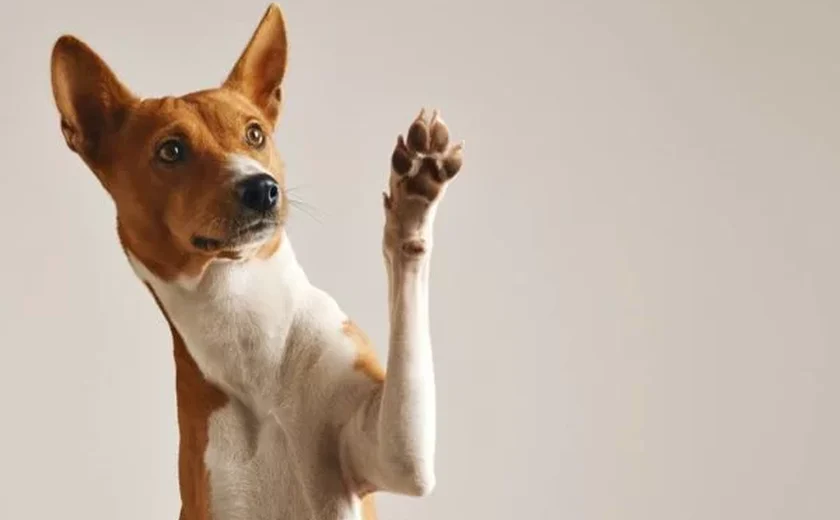 Carinho com o pet: veja dicas de como limpar as patas do seu bichinho