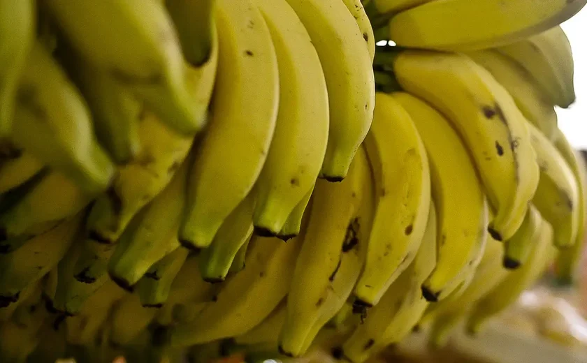 Ameaçada por fungos, banana-nanica terá que ser modificada geneticamente para evitar extinção; entenda