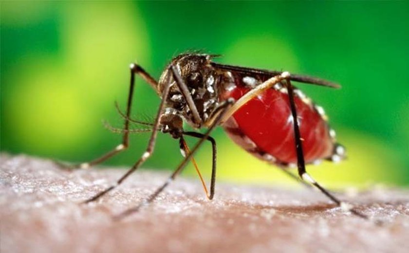 Laboratório Evandro Chagas identifica 12 casos de Febre do Chikungunya em AL