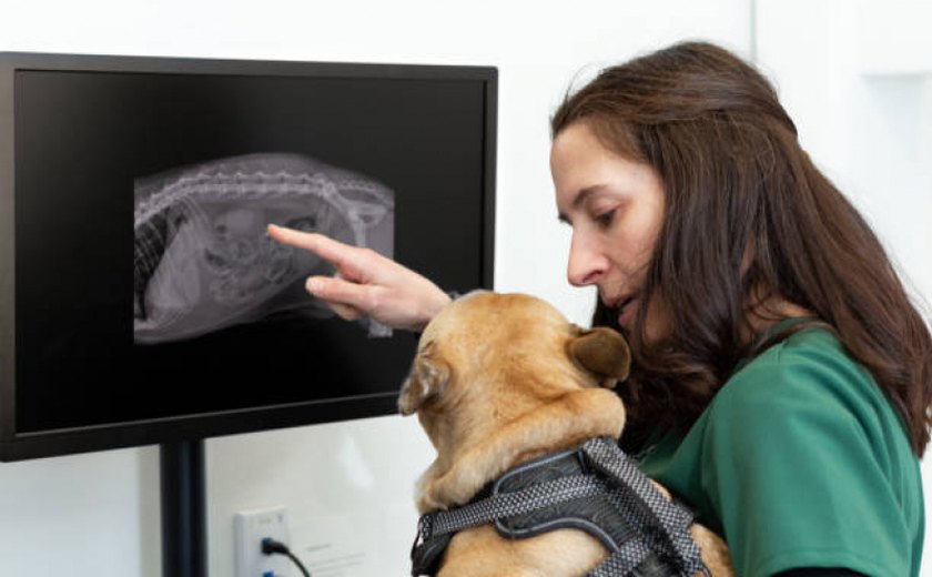 'Diagnósticos em 15 segundos': veterinários recorrem à Inteligência Artificial para atender pets na Coreia do Sul; entenda