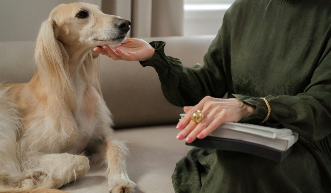 Mercado pet de luxo cresce, mas exageros podem comprometer a saúde animal