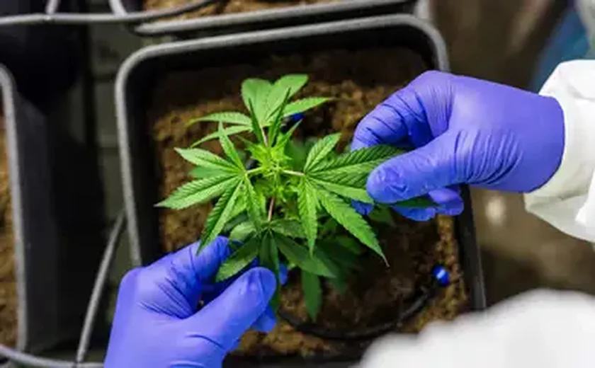 Primeiro grande estudo relaciona uso da maconha a risco até 5 vezes maior de câncer de cabeça e pescoço