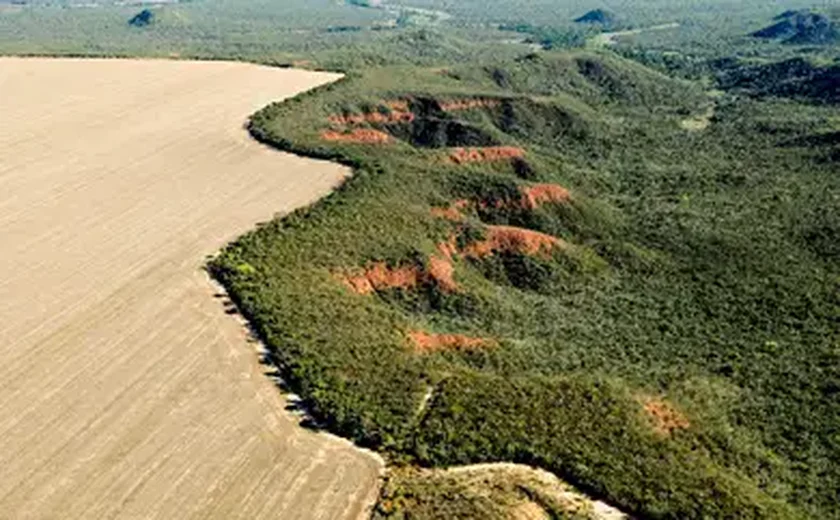 Meio ambiente: estudo comprova viabilidade financeira de sistemas agroflorestais no Cerrado