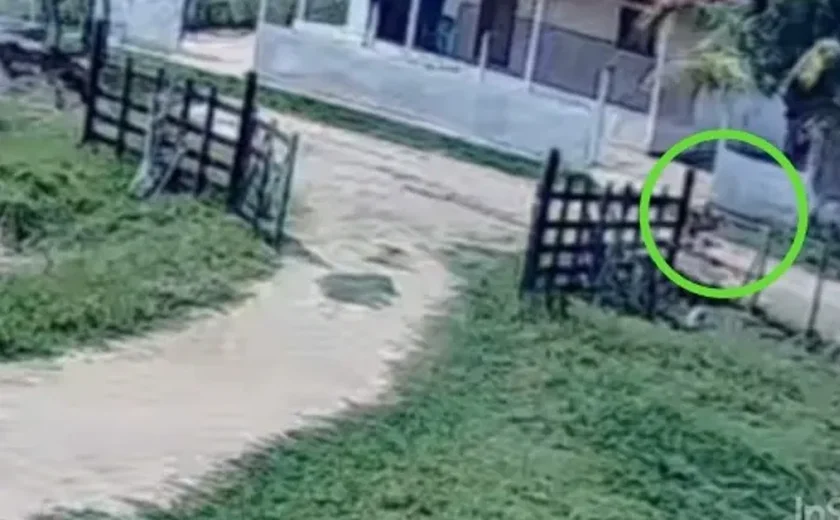 Menino impede tragédia ao salvar primo de 5 anos de manada em Palmeira dos Índios
