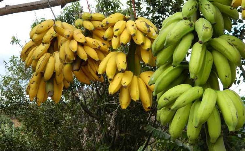 Ministério da Agricultura lança projeto Rota da Banana em Mato Grosso