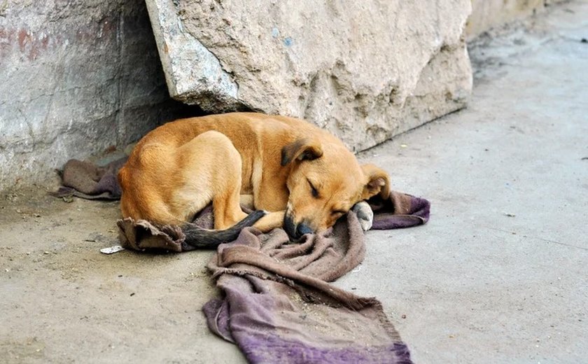 Cães são resgatados em condições de abandono no Sertão de Alagoas com apoio de projeto apadrinhado pela jogadora Marta