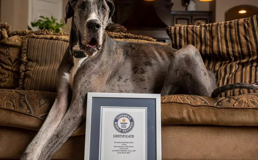 Cachorro mais alto do mundo, Zeus, morre após amputação: 'Sua falta será sentida'
