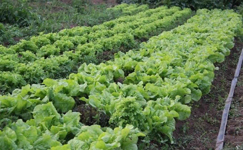 Semana do Alimento Orgânico terá feira organizada pela Secretaria de Agricultura
