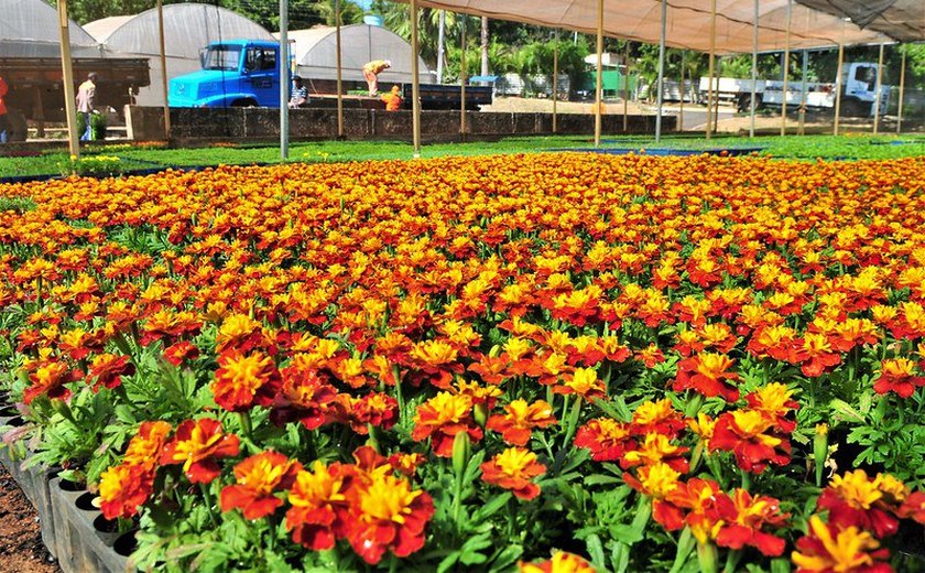 Nova lei institui política nacional para setor de flores e plantas ornamentais