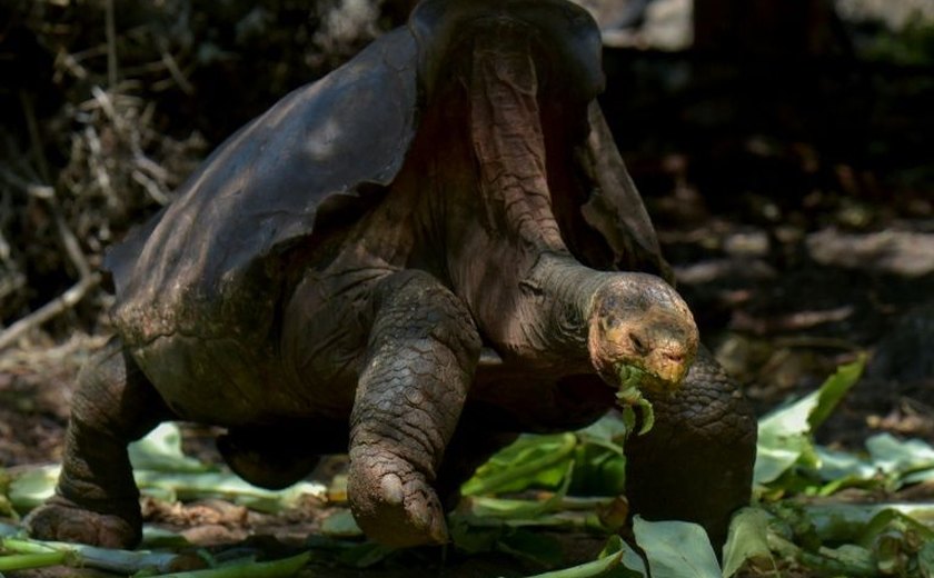 Tartaruga Diego se aposenta com mais de cem anos após ajudar a salvar espécie