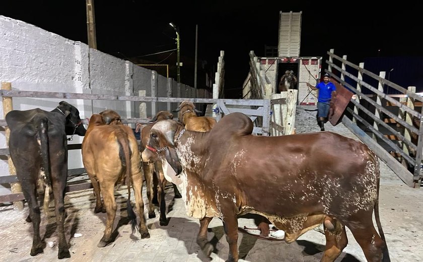 Parque da Pecuária deve receber até 3 mil animais para a 72ª Expoagro Alagoas