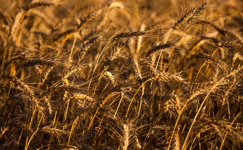 Campanha Maio Verde destaca Dia de Conscientização da Doença Celíaca