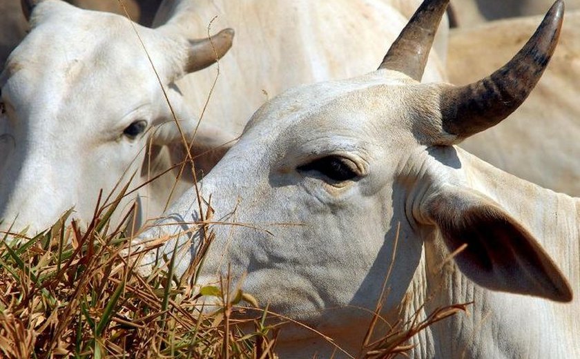 Lembra do caso Boi Gordo? Fazenda avaliada em R$ 89 milhões é vendida por R$ 24,5 milhões. Entenda