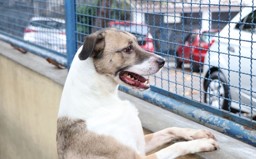 Selo para identificar locais que aceitam pets é lançado no Pará