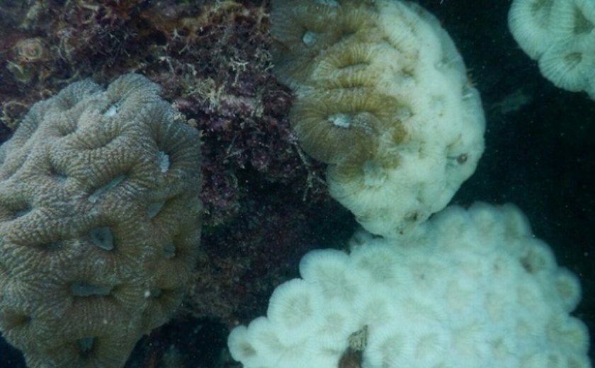 Equipe do IMA identifica branqueamento de corais na Piscina do Amor