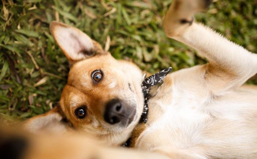 Feira de Adoção Animal acontece neste sábado em Maceió com vacinação e kits gratuitos para novos tutores