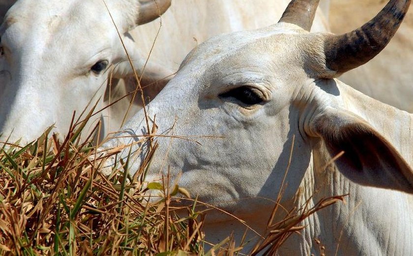 Pragas atingem pasto e prejudicam rebanho de gado em Roraima