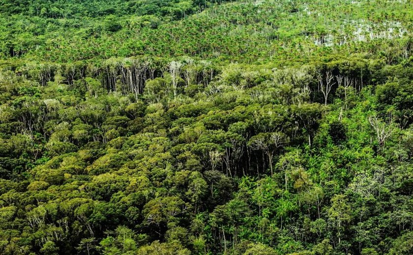Comissão da Amazônia discute futuro das florestas públicas não destinadas