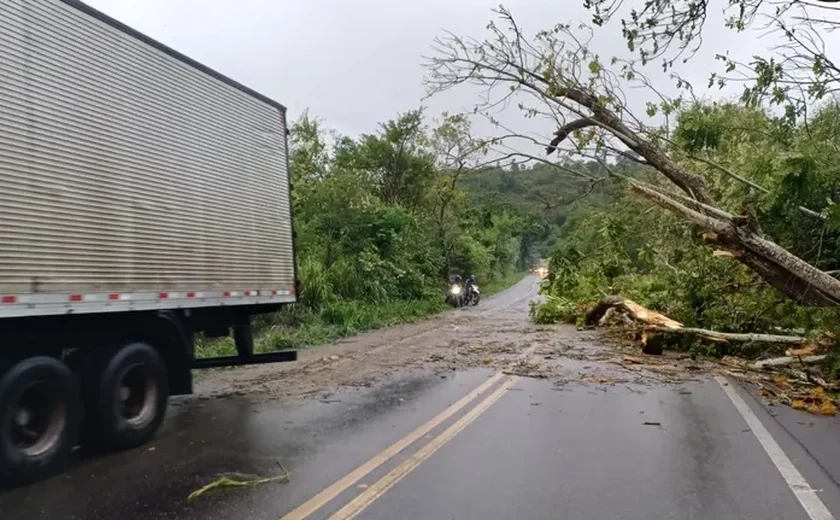 Rodovia BR-316 é liberada após interdição por queda de árvore em Satuba