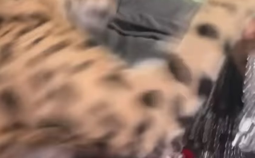 Rapper tenta beijar gato avaliado em R$ 100 mil e leva tapa