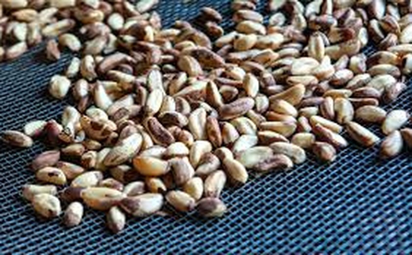 Efeito dominó: seca atinge produção de castanhas e reprodução de abelhas