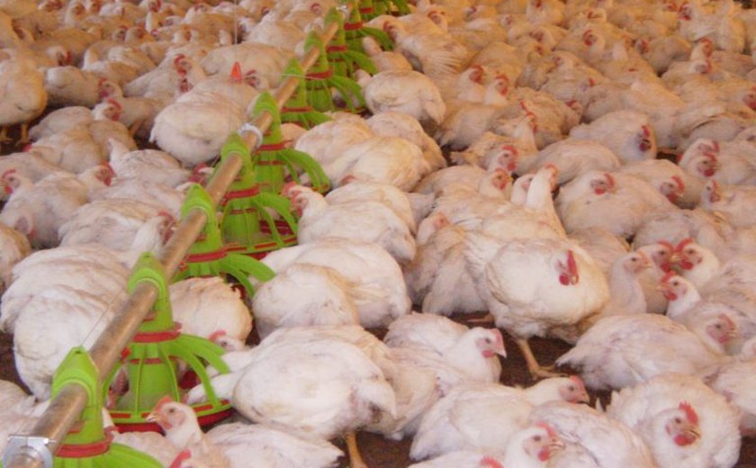 Gripe aviária: México suspende importação de produtos avícolas do Brasil