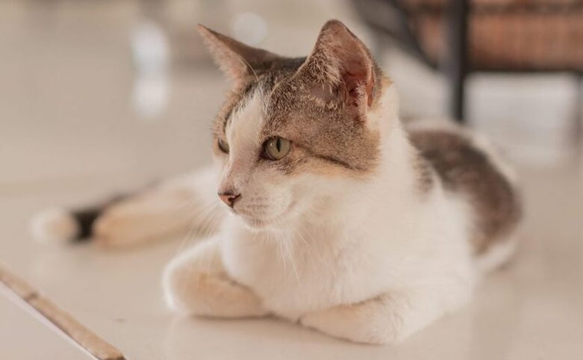 Gabinete da Causa Animal alerta sobre os cuidados ao deixar os pets sozinhos