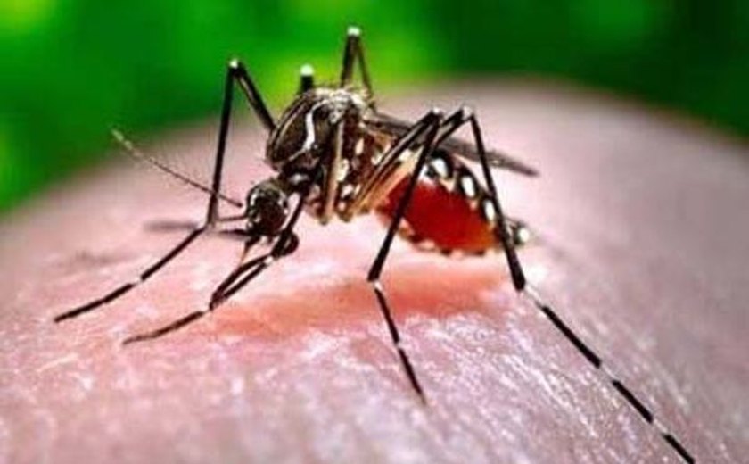 Governo lança campanha de prevenção contra dengue e chikungunya