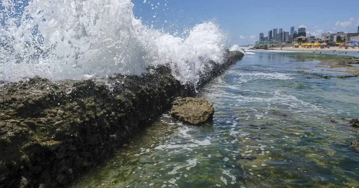 Do sistema imunológico à digestão: os benefícios para a saúde de 7 tipos de  alga marinha