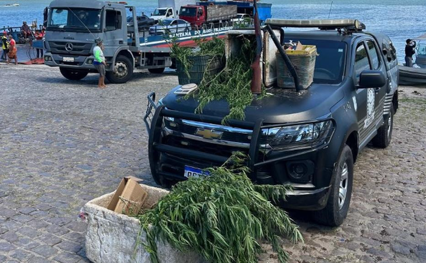 Polícia descobre plantação de maconha em ilha de Penedo e prende suspeito com armas e drogas