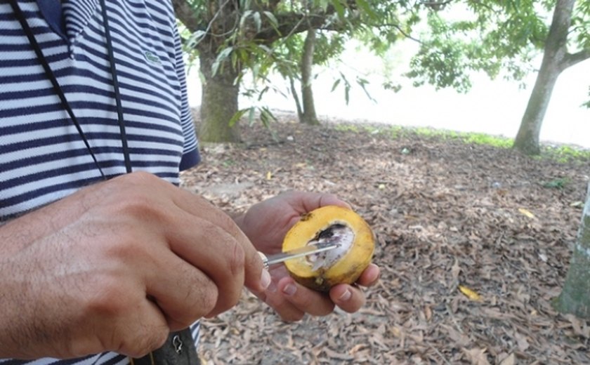 Adeal descarta presença de praga da manga em Alagoas