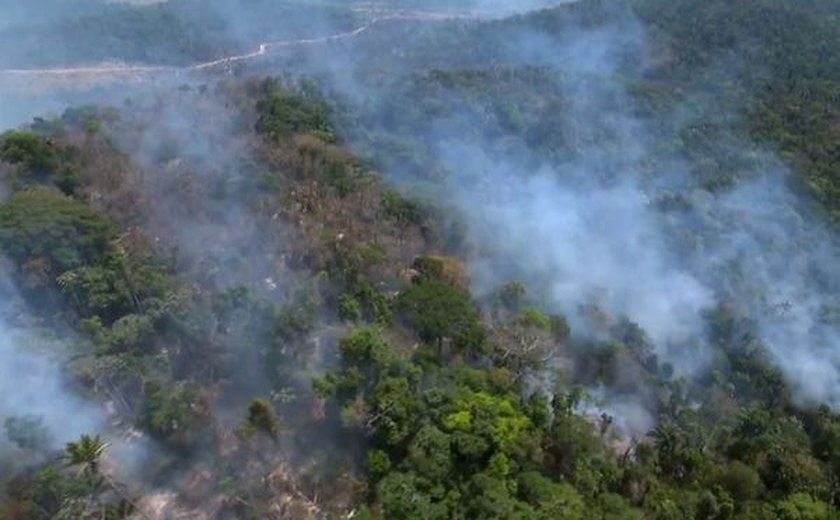 Governo demorou a agir contra desmatamento