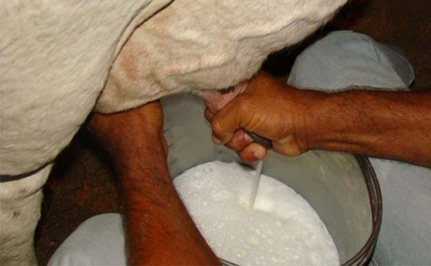 Tradição: Parcerias vão viabilizar Festa do Leite em Major Izidoro
