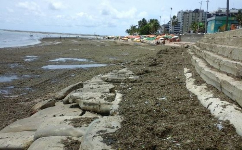 IMA intima Prefeitura de Maceió a remover sargaço e lixo da areia da praia