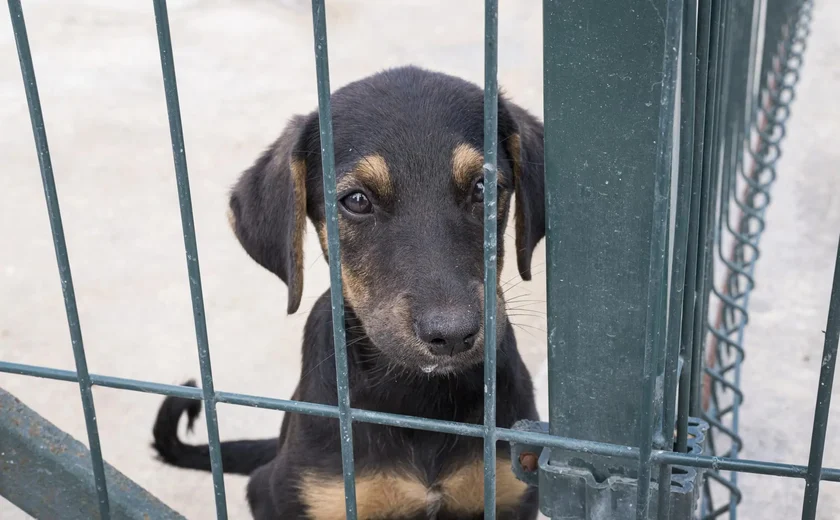 Parlamento sul-coreano proíbe comércio de carne de cachorro