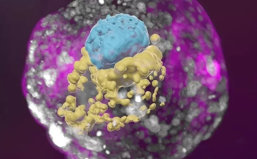 Cientistas criam 1º embrião à base de células-tronco, sem óvulo e espermatozoide