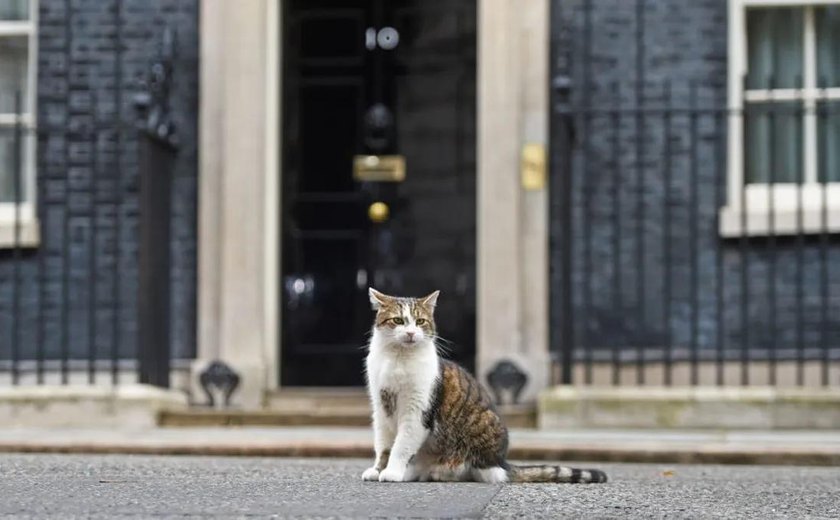 Chefe felino?: Gato ‘caçador’ do governo britânico faz sucesso nas redes enquanto Keir Starmer se prepara para o cargo de primeiro-ministro do Reino Unido