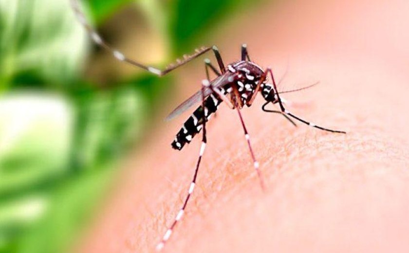 Saúde alerta população sobre medidas preventivas para combater o Aedes aegypti