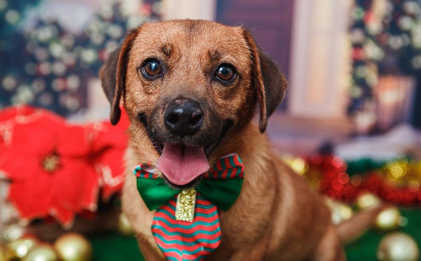 Senado aprova cadastro nacional para animais domésticos