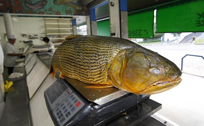 Lei proíbe pesca de dourado por cinco anos em Mato Grosso do Sul
