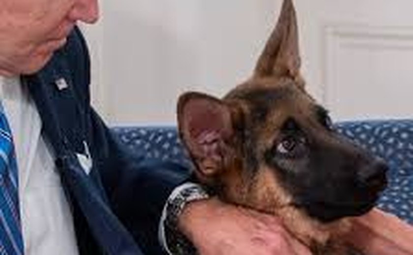 Casa Branca reage após governadora pedir que cachorro de Biden seja sacrificado por morder agentes do Serviço Secreto