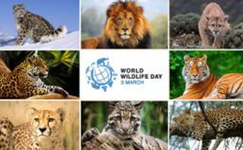 Dia Mundial da Vida Selvagem destaca os grandes felinos