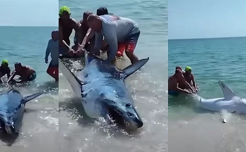 Tubarão-mako encalhado em praia é salvo por banhistas nos EUA