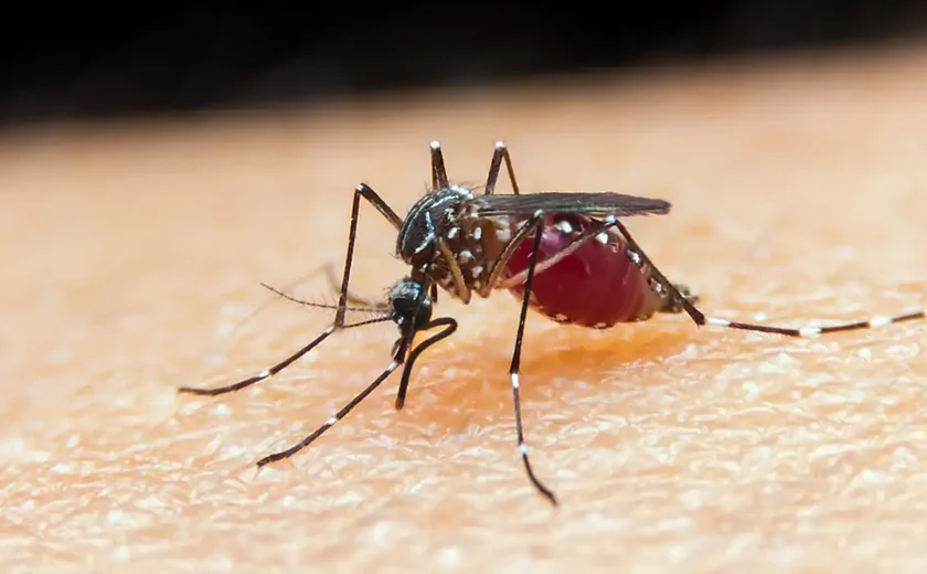 Falta de diagnóstico é obstáculo para eliminação da malária no Brasil